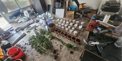 İş yerinde esrar yetiştiren kişi tutuklandı