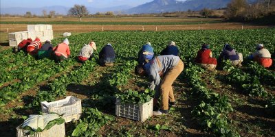 Demir deposunun hasadı Adana’da başladı