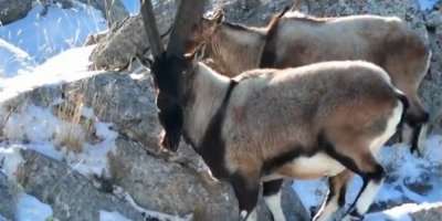 Adana'da dağ keçileri görüntülendi