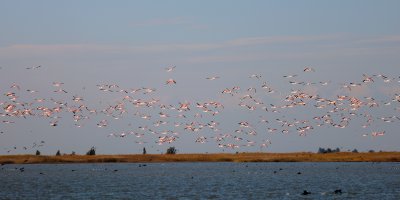 Adana'da flamingolar gökyüzünü renklendirdi