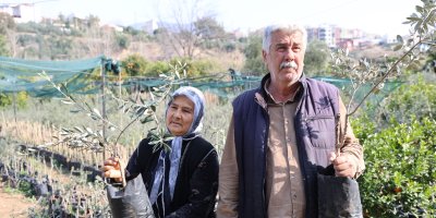 Dağdan topladıkları zeytin fidanlarını aşılayıp dayanıklı zeytin ağacı ortaya çıkardılar