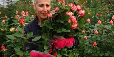 İthal gül, yerli gülün fiyatını düşürdü