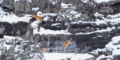 Adana’da dağ keçileri görüldü