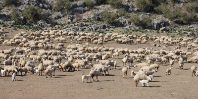 Koyun ve kuzuların muhteşem buluşması