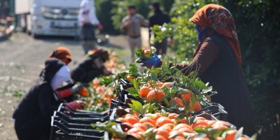 Zirai don uyarısı sonrası mandalina hasadı hız kazandı