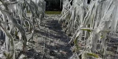 Adana'da ejder meyvesi buz tuttu