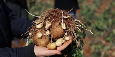 Çukurova'da 4 günlük zirai don, ürünleri etkiledi