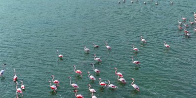 Flamingoların görsel şöleni