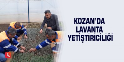 Kozan’da lavanta yetiştiriciliği