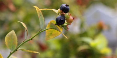 Çukurova’da yetişen tropikal ürünler hem ekonomiye hem de tarıma katkı sağlıyor