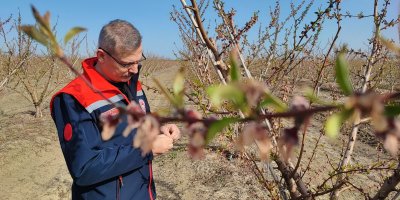 Zirai don çiçek açan ağaçlara yüzde 100 zarar verdi
