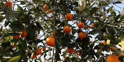 Tescilli portakalı da don vurdu, binlerce fidan kurumaya başladı