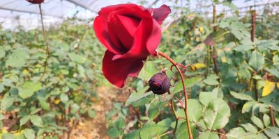 Zirai don gülü de vurdu