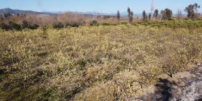 Zirai donun izleri ortaya çıkmaya devam ediyor: Solan marullar, yaprak döken ağaçlar dikkat çekti