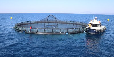 Adana'nın su ürünleri potansiyeli kafes balıkçılığıyla artacak