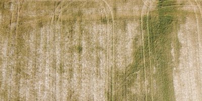 Adana'da üzücü manzara: Kuraklık ve susuzluk buğdayı büyümeden tarlada kuruttu