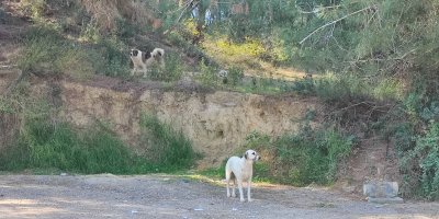 Köpekler başıboş gezmeye devam ediyor