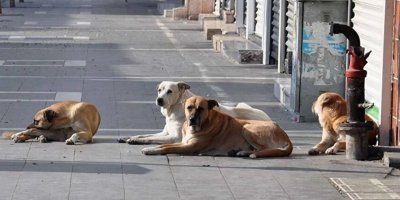 Adana, başıboş sokak köpeklerine sahip çıkıyor