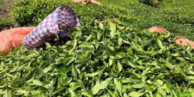 Araştırmasını Adana’da yapan bilim insanına Rizelilerden tepki geldi