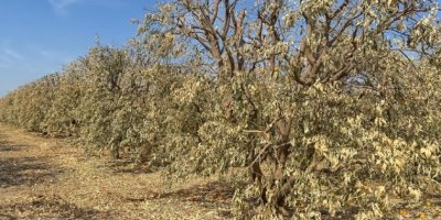 Çukurova'da zirai don felaketi: Acil destek çağrısı!