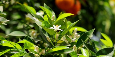 Açan portakal çiçeklerinin mis kokusu Adana'yı sardı