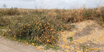 Don nedeniyle narenciyede yüzde 90'a varan zarar oluştu