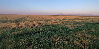 Buğdayı don ve kuraklık vurdu