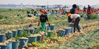Soğan hasadı başladı, verim ve fiyatı çiftçinin yüzünü güldürdü