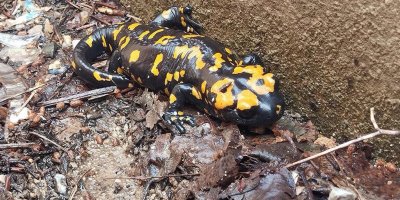 Adana'da nesli tükenmekte olan sarı benekli Semender görüldü