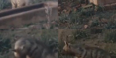 Anadolu'nun sessiz gece bekçisi, çizgili sırtlan görüntülendi