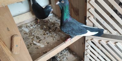 Kayıp iki güvercini bulana 20 bin lira ödül