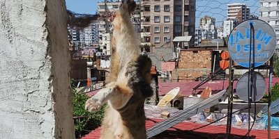 Adana'da tel örgülerde mahsur kalan kediyi itfaiye kurtardı