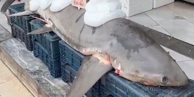 Yakalanan köpek balığı kanser hastalarına dağıtıldı