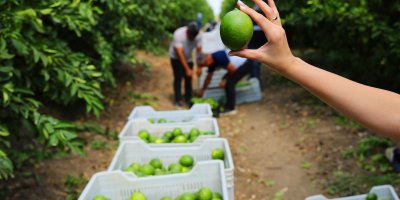 Limonda stokçuların oyunu ortaya çıktı