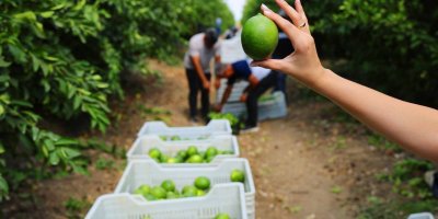 Üreticinin çağrısı karşılık buldu: Limondaki ihracat yasağı ertelendi