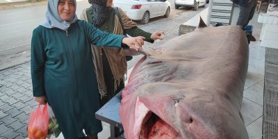 Dev köpek balığına dokunma yarışı