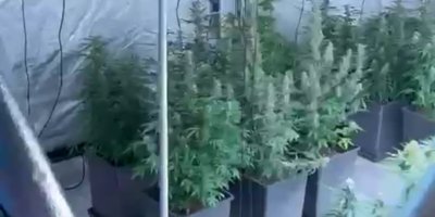 Evini uyuşturucu serasına çevirdi