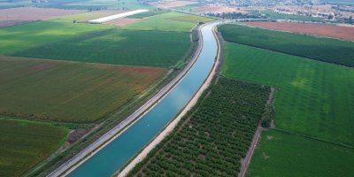 Çukurova'da yağan yağmurlar tarım ürünlerine 'can suyu' oldu
