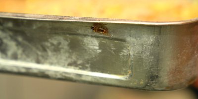 Mide bulandıran görüntüye 105 bin TL ceza