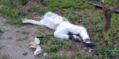 Arı sokması sonucu hayatını kaybetti