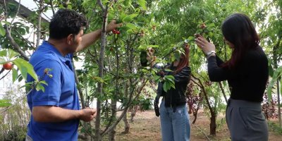 Çukurova'da Kiraz Yetiştiriciliği Artıyor