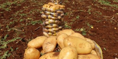 Adana'da erkenci patates hasadı başladı: Gecikmeye rağmen verim yüzleri güldürdü