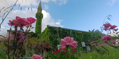 Adana'nın Botanik Bahçesi "Yeşil Cami" sarmaşıklara büründü