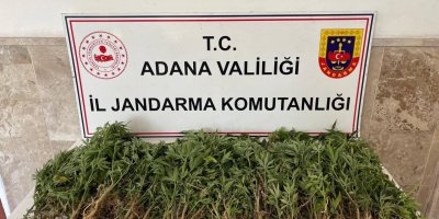Adana'da 712 kök Hint keneviri ele geçirildi