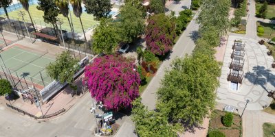 Begonvili gören kadın kendini yeniden doğmuş gibi hissetti