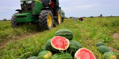 Karpuz üretiminin lideri Adana'da çiftçiler 10 lira fiyat bekliyor