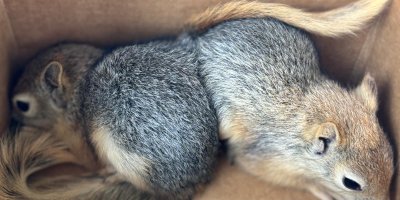 Sincapları satmaya çalışan şahsa 30 bin TL ceza