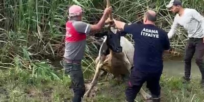 Bataklığa saplanan inek vinçle kurtarıldı