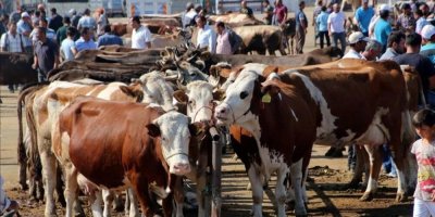 Adana'da küçükbaş kurbanlık fiyatı belirlendi