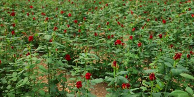 Anneler Günü öncesi gülde dikkat çeken fiyat marjı: Bahçede 5, çiçek sitelerinde 80-100 TL